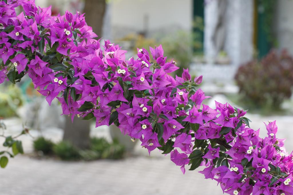 Agriturismo Posta Pastorella Βιέστε Εξωτερικό φωτογραφία