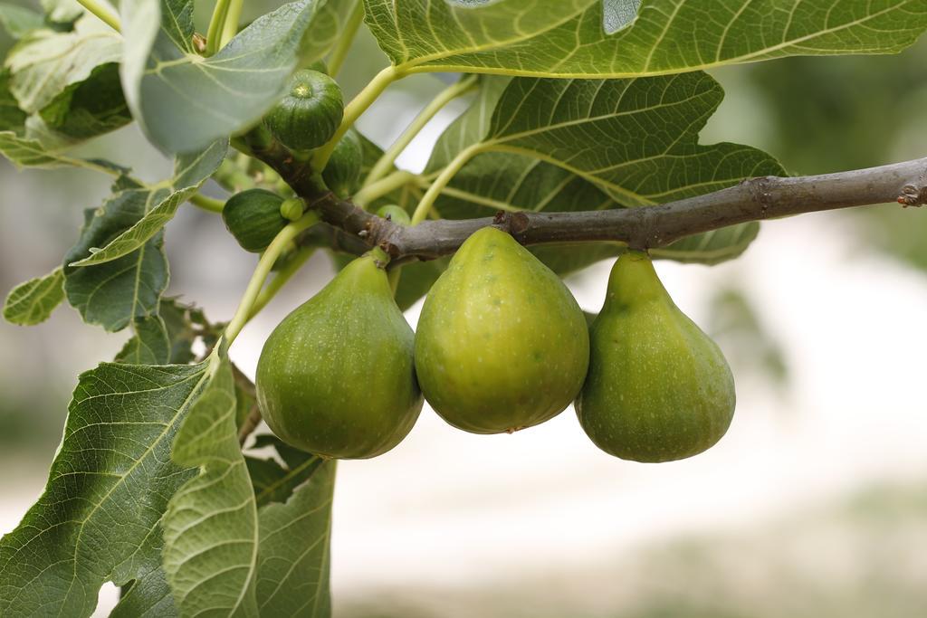 Agriturismo Posta Pastorella Βιέστε Εξωτερικό φωτογραφία